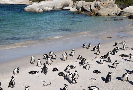 Familienreise Südafrika mit Kindern - Garden Route for family individuell deluxe - Pinguine am Boulders Beach