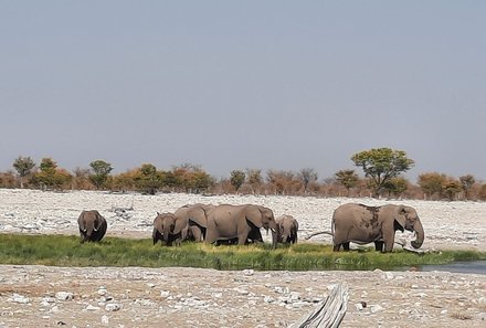 Namibia Familienreise individuell - Etosha - Elefanten