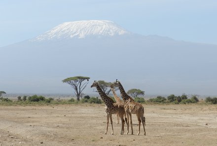 Kenia Familienreise - Kenia for family individuell - Best of Chale Island - Giraffen in der Landschaft