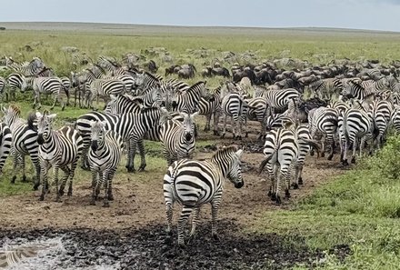 Tansania Familienreise - Tansania for family - Serengeti - Zebras