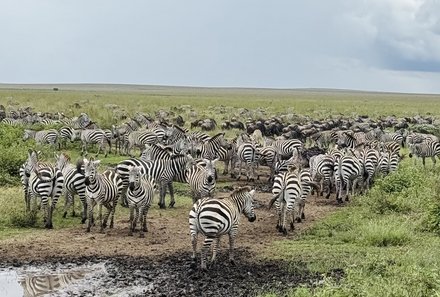 Tansania Familienreise - Tansania Family & Teens - Serengeti Nationalpark - Zebraherde