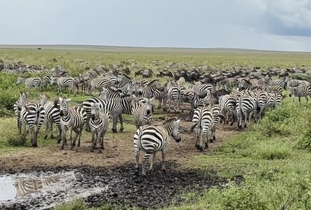 Tansania Familienreise - Tansania for family individuell - Familienabenteuer Tansania - Zebrapopulation